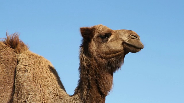 骆驼反刍的肖像视频下载