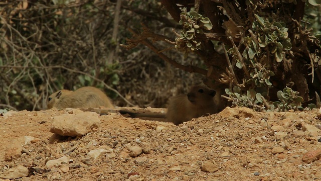 沙漠灌木下的肥沙鼠科视频素材