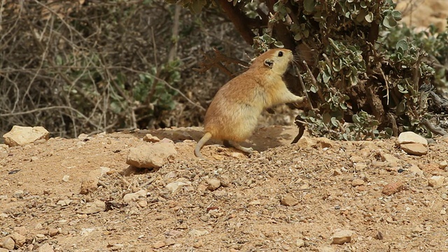 肥沙鼠(沙鼠)从沙漠灌木中收集树叶视频素材