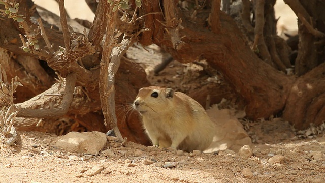 沙漠灌木下的肥沙鼠视频素材