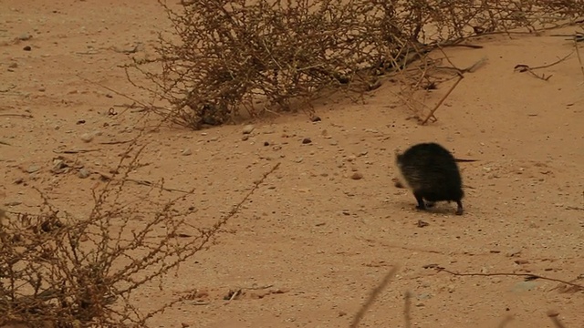 沙漠刺猬(Paraechinus aethiopicus)在沙漠中奔跑视频下载