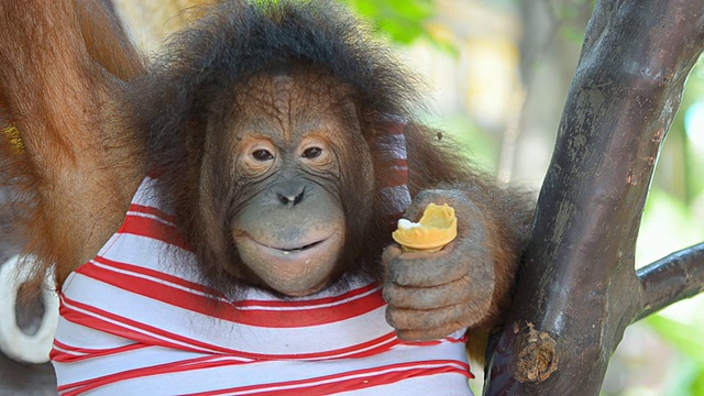 猩猩在吃冰淇淋。视频素材