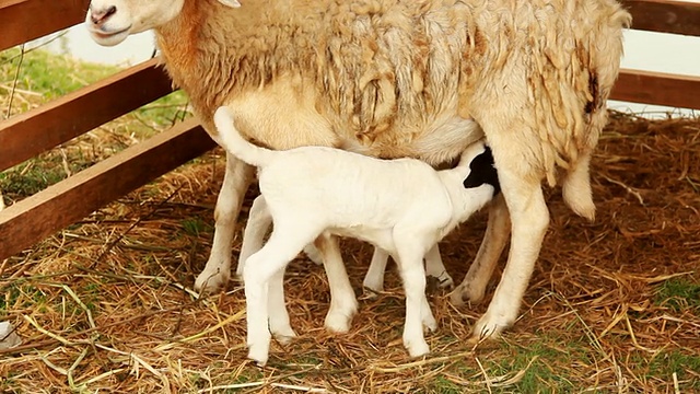 年轻的山羊母乳喂养。视频下载