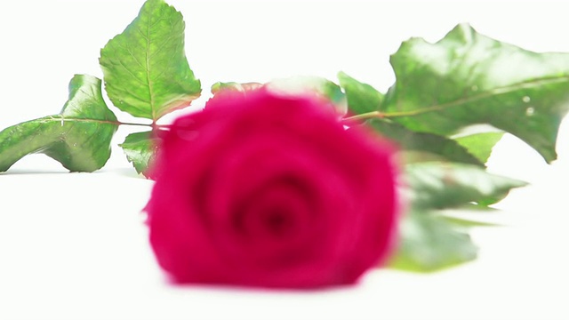 白色背景上的粉红玫瑰视频下载
