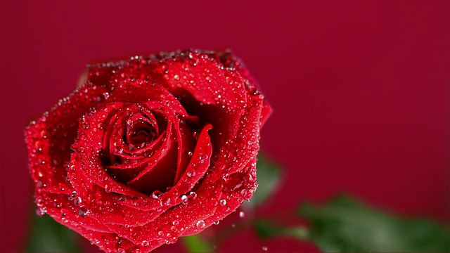 红玫瑰上的露珠落在红色的背景上视频下载
