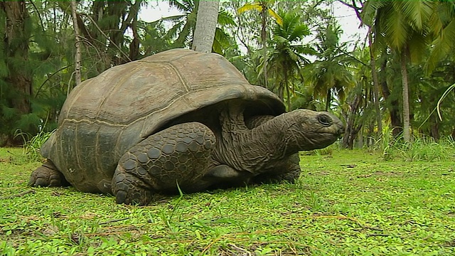 塞舌尔维多利亚马埃岛饲养的乌龟视频下载