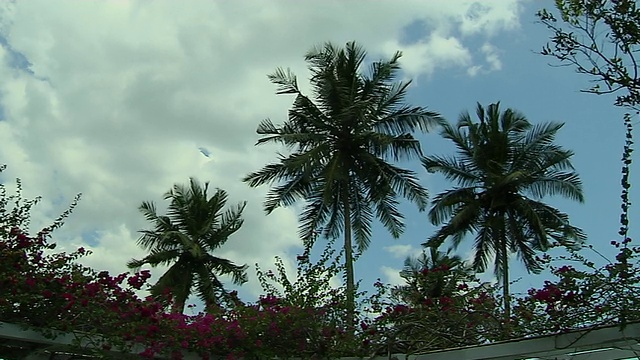 斯里兰卡加勒省南部的椰子树视频下载