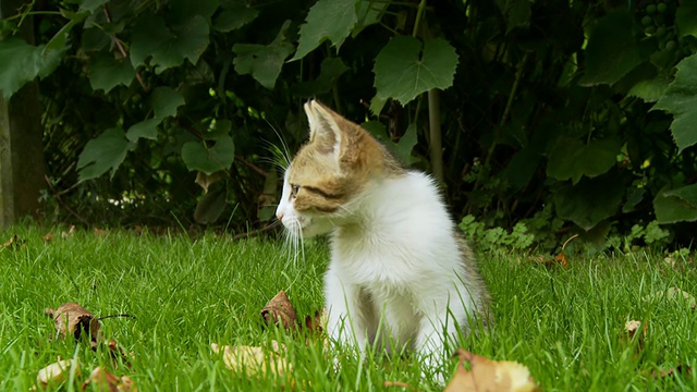 高清:小猫在草地上玩耍视频下载