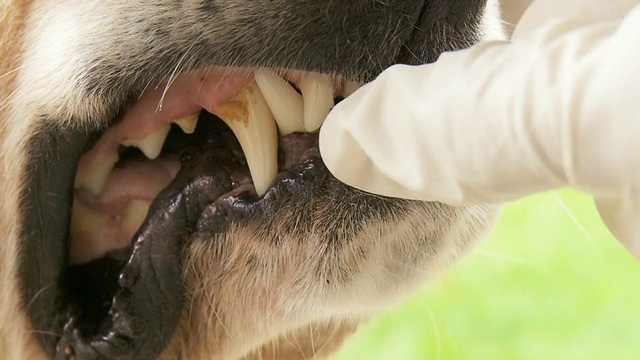 兽医检查狗的牙齿视频下载