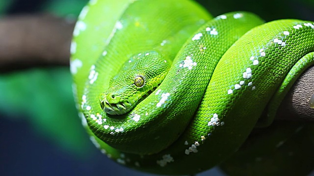 绿色keelback蛇视频素材