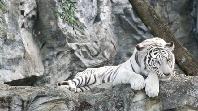 白虎睡在石头上视频素材