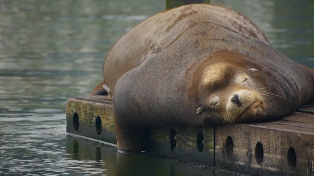 可爱的海狮在码头上放松视频素材
