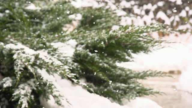 HD超级慢莫:雪覆盖柏树视频素材