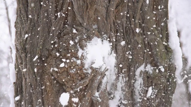 HD超级慢莫:雪球打树干视频素材