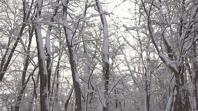 HD超级慢莫:下雪在森林视频素材