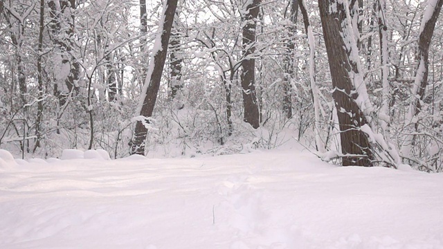 HD超级慢莫:下雪在森林视频素材