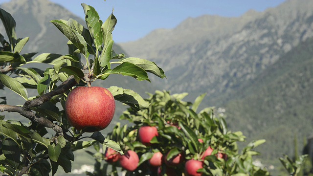 意大利蒂罗尔，特伦蒂诺，梅兰诺，苹果树上挂着红苹果视频下载