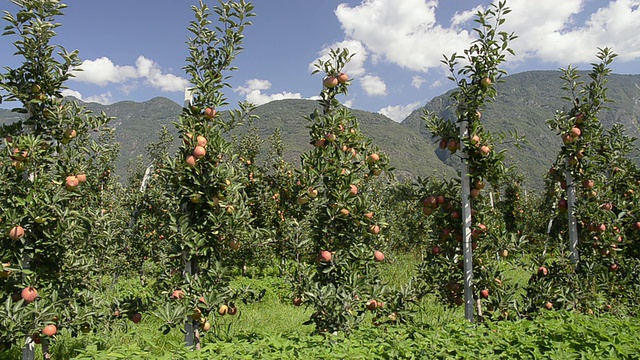 意大利蒂罗尔，特伦蒂诺，梅拉诺山前的苹果园视频下载