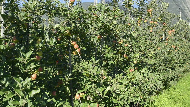 意大利蒂罗尔，特伦蒂诺，梅兰诺，苹果园树上的苹果视频下载