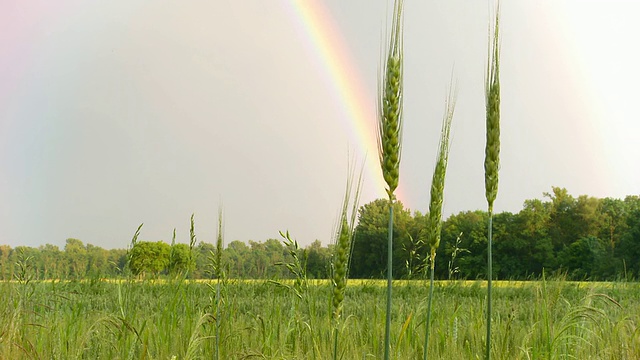 高清多莉:大麦植物对抗彩虹视频素材