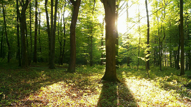 高清时间流逝:绿色森林与阴影和太阳视频下载