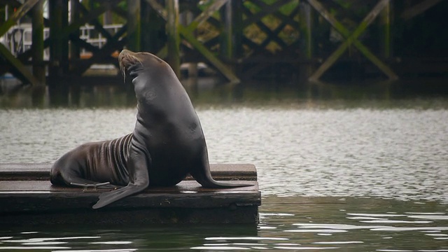 码头上的HD海狮视频素材