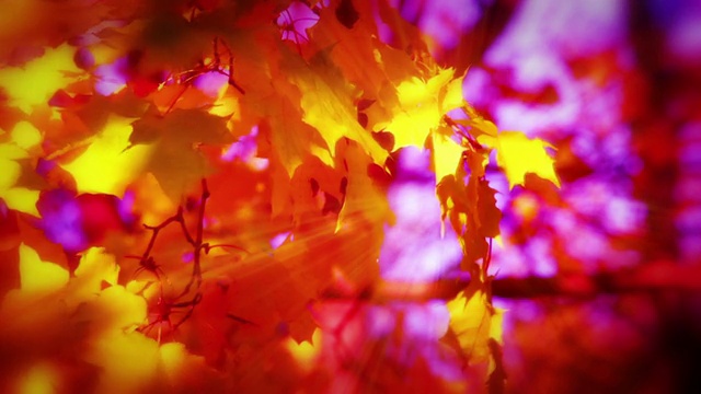秋天的抽象背景。视频素材