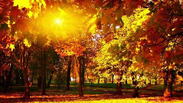 秋天的最后一个太阳是公园。视频素材