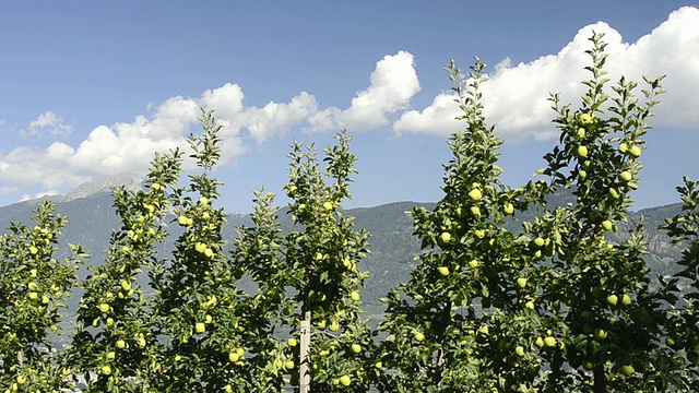 MS拍摄于意大利南蒂罗尔，特伦蒂诺，梅兰诺山前的苹果园视频下载