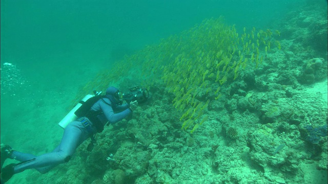潜水员拍摄黄尾鱼，沿珊瑚礁，婆罗洲，马来西亚，东南亚视频下载