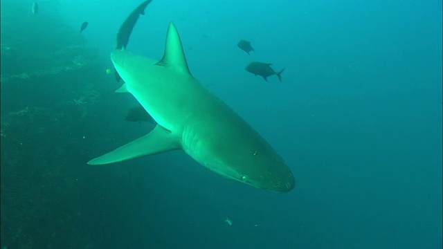 墨西哥，加拉帕戈斯群岛的鲨鱼靠近镜头游动视频下载