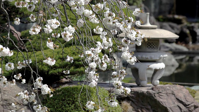 高清:日本花园(视频)视频素材