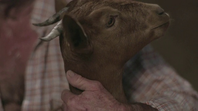 山羊的头和牧羊人的手视频素材