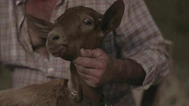 C/U山羊的肖像和牧羊人的手抚摸它的脖子视频素材