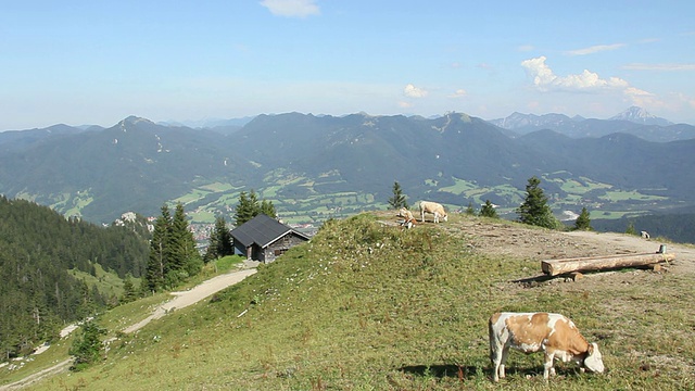 奶牛在德国巴伐利亚的巴伐利亚/ Lenggries前吃草视频素材