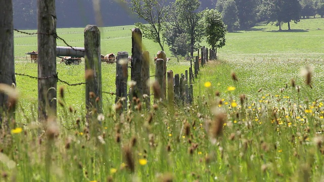 南巴伐利亚草地的MS视图与奶牛的背景/ Lenggries，巴伐利亚，德国视频素材