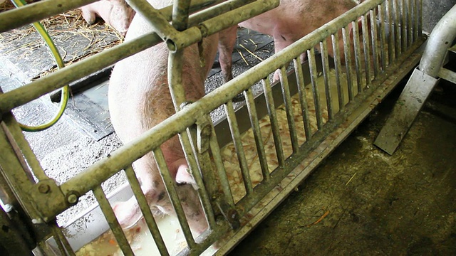 德国巴伐利亚州，Lenggries, Bavarian农场里的猪在吃真话视频下载