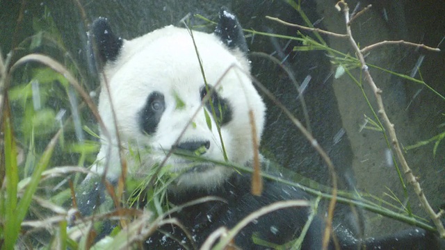 大熊猫在雪地里吃竹子的照片/英国爱丁堡视频素材