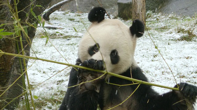 大熊猫在雪地上坐着吃竹子/英国爱丁堡视频素材
