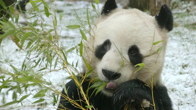 大熊猫在雪中吃竹子的照片/爱丁堡，英国视频素材