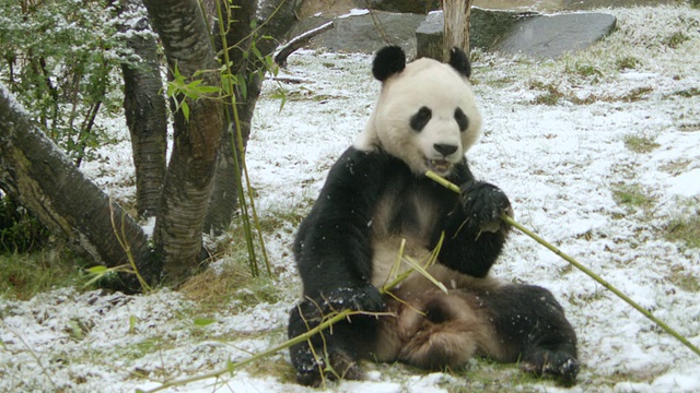 英国爱丁堡，雪地上，熊猫坐在雪地上吃竹子视频素材
