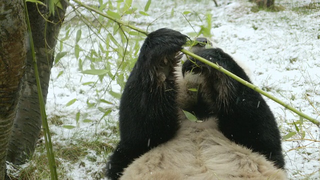 大熊猫在雪地里吃竹子，然后躺在背上吃东西的照片/英国爱丁堡视频素材