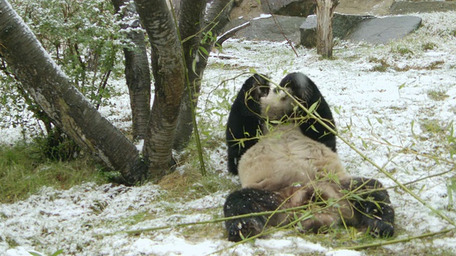 大熊猫在雪中吃竹子的照片/英国爱丁堡视频素材