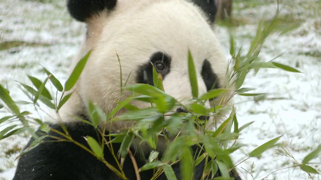 大熊猫在雪中吃竹子的照片/爱丁堡，英国视频素材