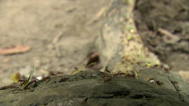 哥伦比亚内华达山脉的泰罗纳国家自然公园，一群蚂蚁爬过原木，而一名男子却走了过去视频下载