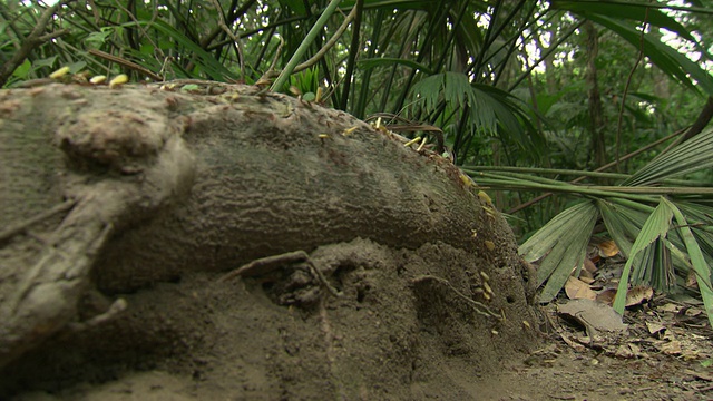 哥伦比亚内华达山脉的泰罗纳国家自然公园，一群蚂蚁在原木上爬行视频下载