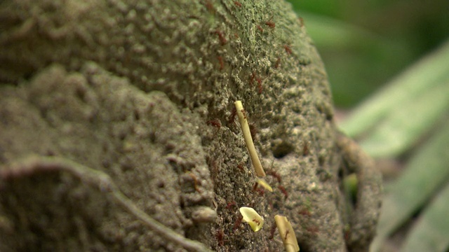 蚂蚁爬上原木的CU，泰罗纳国家自然公园，内华达山脉，哥伦比亚视频下载