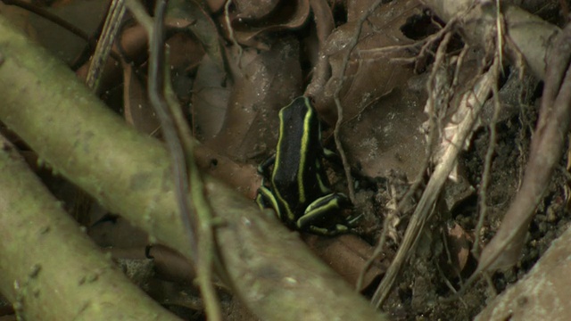 在哥伦比亚内华达山脉的泰罗纳国家自然公园里，黄条纹的毒镖蛙在跳跃前停留了几秒钟视频下载