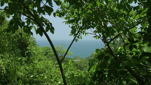 在哥伦比亚内华达山脉的泰罗纳国家自然公园，透过绿树成荫的树木，可以看到地平线上的蓝色海洋和雾蒙蒙的天空视频下载