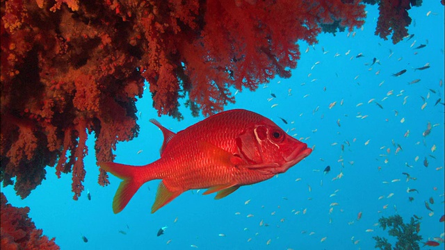 在软珊瑚下的橙色鱼，沙特阿拉伯，海湾视频下载